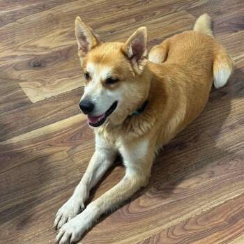 Yeti -  Siberian Husky and Mixed Breed Dog for Adoption in Jacksonville, Florida - Yeti | PetCurious