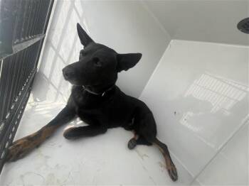 A659530 -  Husky Dog for Adoption in Houston, Texas - A659530 | PetCurious