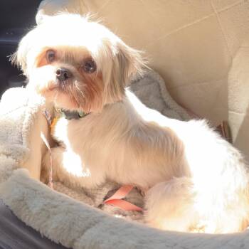 Polka Dot Savor -  Shih Tzu Dog for Adoption in Plano, Texas - Polka Dot Savor | PetCurious