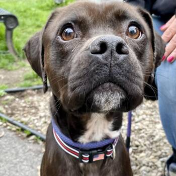 American Staffordshire Terrier Dogs Available for Adoption in Buffalo, New York - Rio | PetCurious