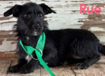 Rue -  Terrier Dog for Adoption in Carrollton, Texas - Rue | PetCurious