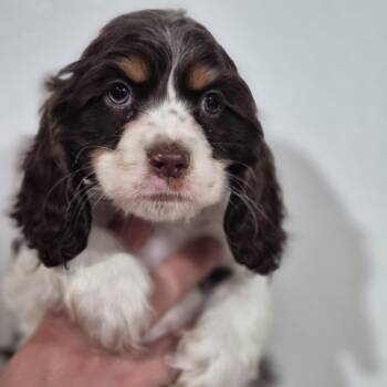 Cocker Spaniel Dogs Available for Adoption - Mildred | PetCurious