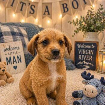 Terrier Dogs Available for Adoption in La Grange, Kentucky - Brady | PetCurious