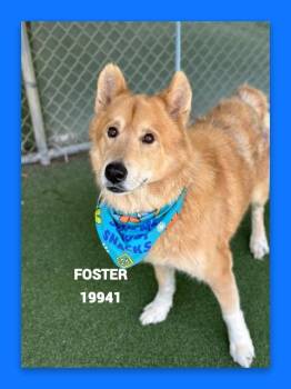 FOSTER -  Siberian Husky Dog for Adoption in Marietta, Georgia - FOSTER | PetCurious