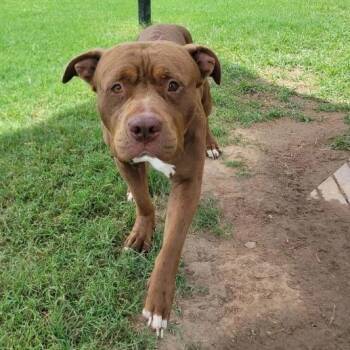 (Found) Abe -  Pit Bull Terrier and Mixed Breed Dog for Adoption in Cabot, Arkansas - (Found) Abe | PetCurious