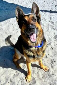 German Shepherd Dog Dogs Available for Adoption in Fort Lauderdale, Florida - JERRY LEE | PetCurious