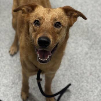 McMurty -  Shepherd and Labrador Retriever Dog for Adoption in Grand Rapids, Michigan - McMurty | PetCurious