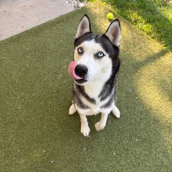 Nico -  Siberian Husky Dog for Adoption in Toledo, Ohio - Nico | PetCurious