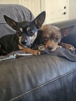 Rescue Chihuahua Dogs for Adoption in Mesa, Arizona - Hunter | PetCurious