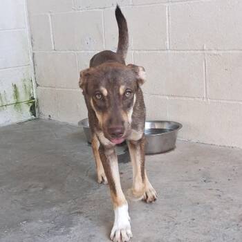 MOE TOO 5395 -  Shepherd and Mixed Breed Dog for Adoption in Loxahatchee Groves, Florida - MOE TOO 5395 | PetCurious