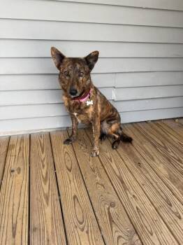 Wren -  German Shepherd Dog and Australian Cattle Dog Blue Heeler Dog for Adoption in Polk, Ohio - Wren | PetCurious