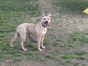 Pit Bull Terrier Dogs Available for Adoption in Naperville, Illinois - Sasha | PetCurious