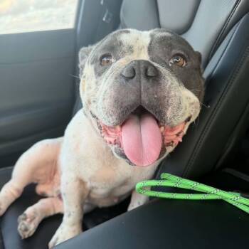 Frankie -  English Bulldog Dog for Adoption in Austin, Texas - Frankie | PetCurious
