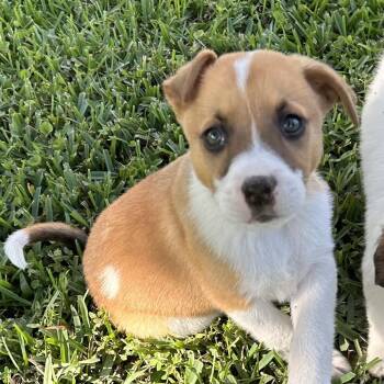 Husky Dogs Available for Adoption in Wiggins, Mississippi - Princess | PetCurious