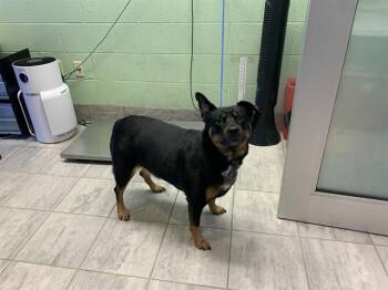 GORDITA -  Rottweiler and Mixed Breed Dog for Adoption in Grand Prairie, Texas - GORDITA | PetCurious