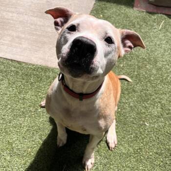 Chewy -  Mixed Breed Dog for Adoption in Fairport, New York - Chewy | PetCurious
