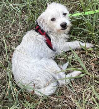 TOMMY -  Dandie Dinmont Terrier Dog for Adoption in Bell Gardens, California - TOMMY | PetCurious