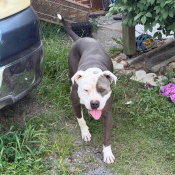 Ford -  Pit Bull Terrier Dog for Adoption in Smithville, Tennessee - Ford | PetCurious
