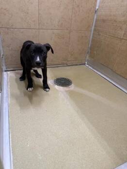 Chocolate -  Mixed Breed Dog for Adoption in Hobbs, New Mexico - Chocolate | PetCurious