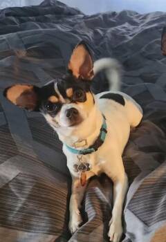 Blanco -  Chihuahua Dog for Adoption - Blanco | PetCurious