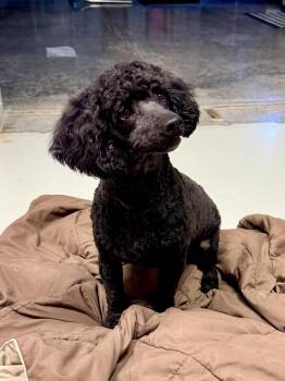 Miniature Poodle Dogs Available for Adoption in Hartford, Kentucky - Romeo | PetCurious