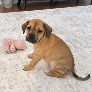 Cupcake -  Retriever Dog for Adoption in Helena, Alabama - Cupcake | PetCurious