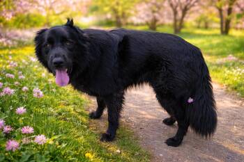 Boba -  Chow Chow Dog for Adoption in Fairfield, Iowa - Boba | PetCurious