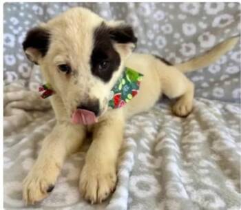 Lemon -  Border Collie and Spaniel Dog Available for Adoption in Morton Grove, Illinois - Lemon | PetCurious