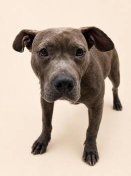 Noah -  Terrier Dog for Adoption in Gulfport, Mississippi - Noah | PetCurious