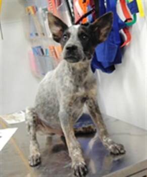 COFFEECAKE -  Australian Cattle Dog Blue Heeler and Mixed Breed Dog for Adoption in Albuquerque, New Mexico - COFFEECAKE | PetCurious