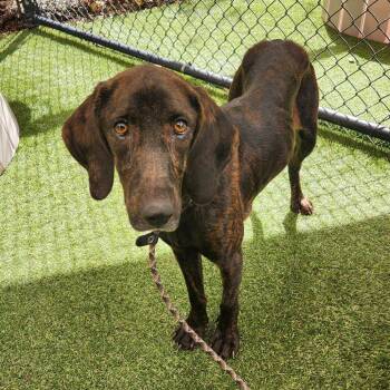 Rescue Mixed Breed Dogs for Adoption in Asheville, North Carolina - Snickers | PetCurious