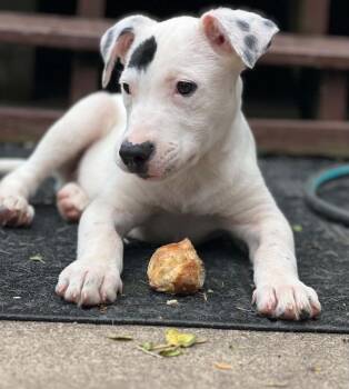 Grayson -  Mixed Breed Dog for Adoption - Grayson | PetCurious
