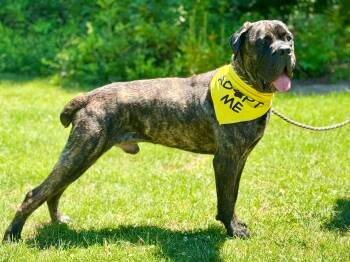 Odin -  Boerboel Dog Available for Adoption in Meherrin, Virginia - Odin | PetCurious