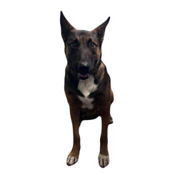Rosa -  Shepherd Dog for Adoption in Red Bluff, California - Rosa | PetCurious