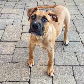 Rescue Mastiff Dogs for Adoption in Chicago, Illinois - Pumpkin Pie | PetCurious