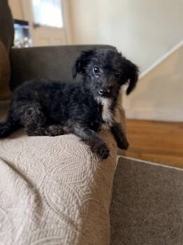 Tag -  Miniature Poodle and Miniature Schnauzer Dog for Adoption in Stoughton, Massachusetts - Tag | PetCurious