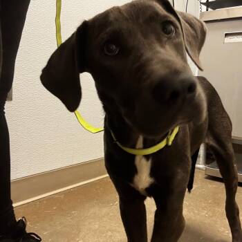 Mixed Breed Dogs Available for Adoption in Tulsa, Oklahoma - Bruce | PetCurious