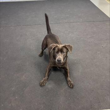 Odie -  Mixed Breed Dog for Adoption in Wantagh, New York - Odie | PetCurious