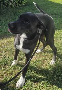 Raven -  Black Labrador Retriever Dog for Adoption in Salem, New Hampshire - Raven | PetCurious