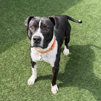 American Staffordshire Terrier and Mixed Breed Dogs Available for Adoption in Houston, Texas - Waylon Jennings  | PetCurious