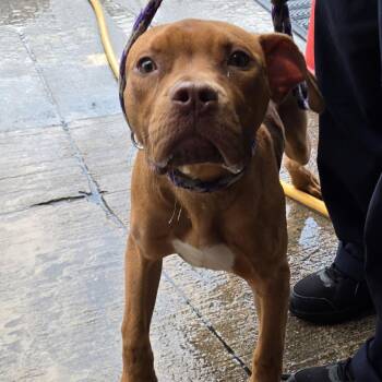 Hayes -  Pit Bull Terrier Dog for Adoption in Newark, New Jersey - Hayes | PetCurious