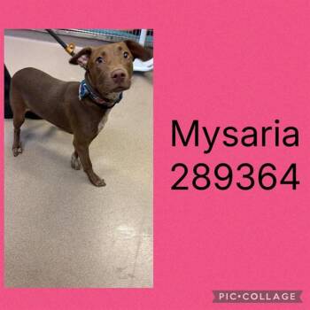 MYSARIA -  Labrador Retriever and Mixed Breed Dog for Adoption in Macon, Georgia - MYSARIA | PetCurious