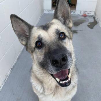 Mija -  German Shepherd Dog and Mixed Breed Dog for Adoption in Reno, Nevada - Mija | PetCurious