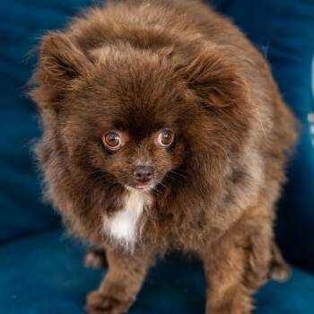 Pomeranian Dogs Available for Adoption in Zionsville, Indiana - Krista | PetCurious