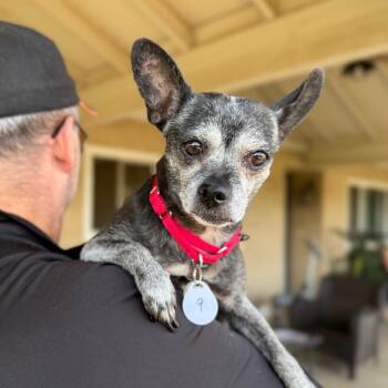 Chihuahua Dogs Available for Adoption in Ramona, California - Cheese | PetCurious