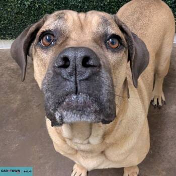 Cane Corso Dogs Available for Adoption - Honey | PetCurious