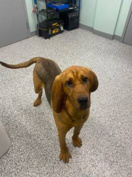 Terrier Dogs Available for Adoption - Diamond | PetCurious