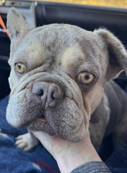 Rescue French Bulldog Dogs for Adoption in Coeur D