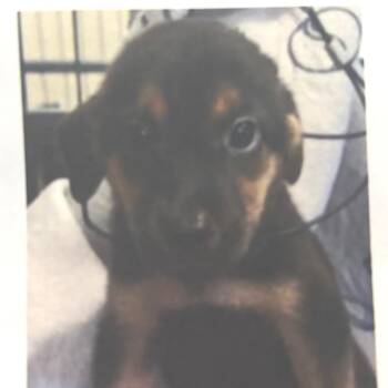 Daisy -  Labrador Retriever and Shepherd Dog for Adoption in Wilmington, Delaware - Daisy | PetCurious