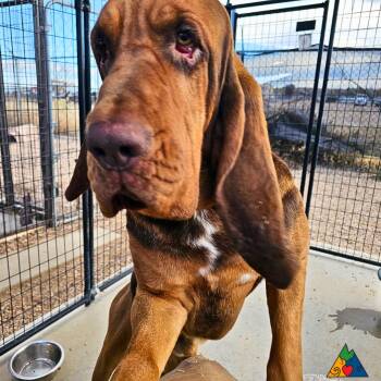 Rescue Bloodhound Dogs for Adoption in Douglas, Wyoming - Buford | PetCurious